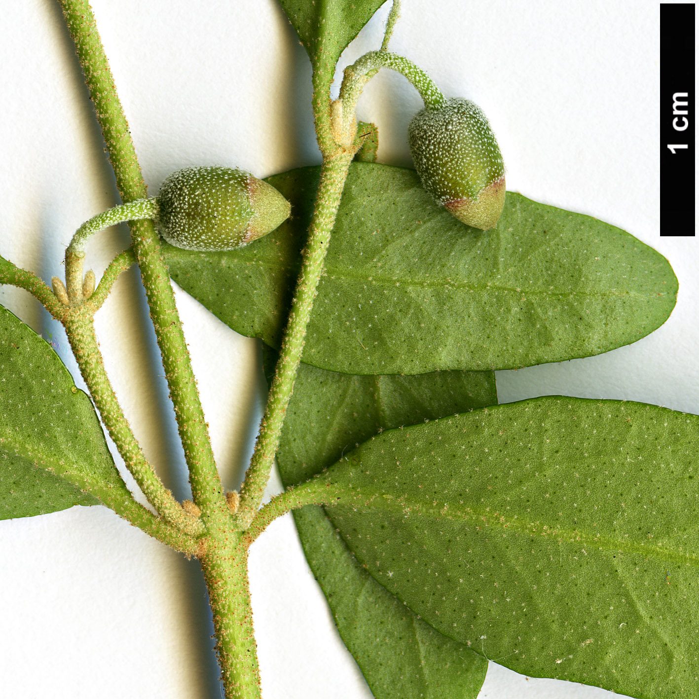 High resolution image: Family: Rutaceae - Genus: Correa - Taxon: glabra - SpeciesSub: var. turnbullii